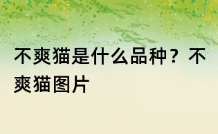 不爽貓是什么品種?不爽貓圖片