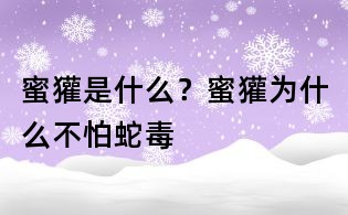 蜜獾是什么？蜜獾為什么不怕蛇毒