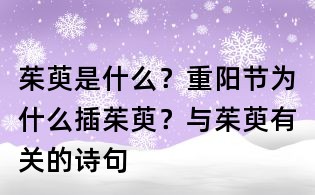茱萸是什么?重陽節為什么插茱萸?與茱萸有關的詩句