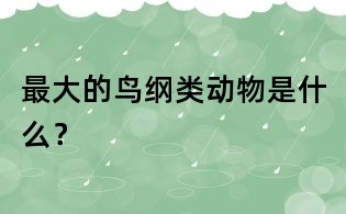 最大的鳥綱類動物是什么?