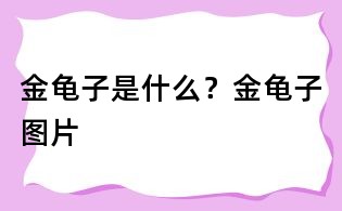 金龜子是什么?金龜子圖片
