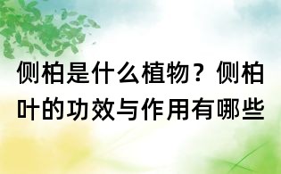 側柏是什么植物?側柏葉的功效與作用有哪些