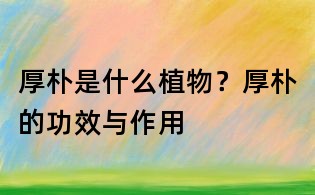 厚樸是什么植物？厚樸的功效與作用