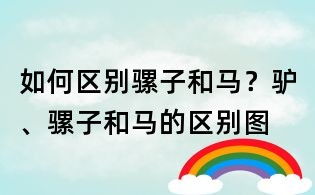如何區別騾子和馬?驢、騾子和馬的區別圖